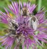 Eucera sp.